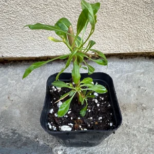 Goji Berry Live Plant (Lycium barbarum) - Wolfberry Bush for Home Garden - Image 3