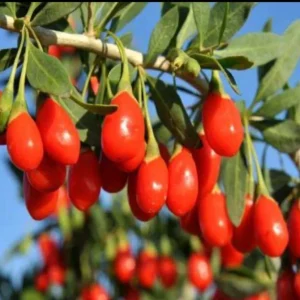 Goji Berry Live Plant (Lycium barbarum) - Wolfberry Bush for Home Garden - Image 4