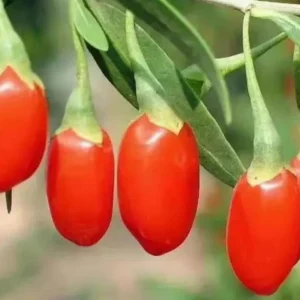 Goji Berry Live Plant (Lycium barbarum) - Wolfberry Bush for Home Garden - Image 1