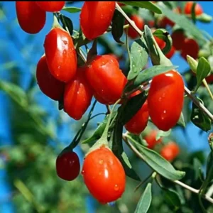 Goji Berry Live Plant (Lycium barbarum) - Wolfberry Bush for Home Garden - Image 5