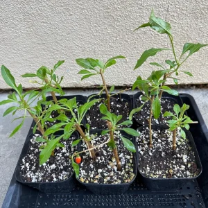 Goji Berry Live Plant (Lycium barbarum) - Wolfberry Bush for Home Garden - Image 6