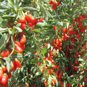 Goji Berry Live Plant (Lycium barbarum) - Wolfberry Bush for Home Garden - Image 7