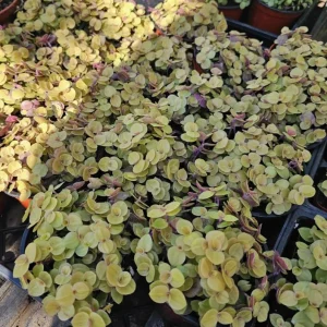 Gold Wandering Jew Live Plant - Tradescantia Callisia Repens 2