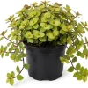 Gold Wandering Jew Live Plant - Tradescantia Callisia Repens 2" Pot - Yellow Outdoor Ground Cover - Image 1