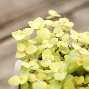 Gold Wandering Jew Live Plant - Tradescantia Callisia Repens 2