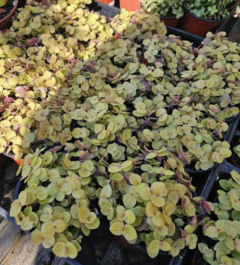 Gold Wandering Jew Live Plant - Tradescantia Yellow - 4" Pot - Indoor/Outdoor - Image 2