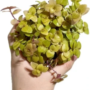 Gold Wandering Jew Live Plant - Tradescantia Yellow - 4