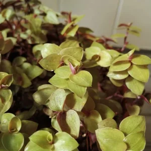Gold Wandering Jew Live Plant - Tradescantia Yellow - 4