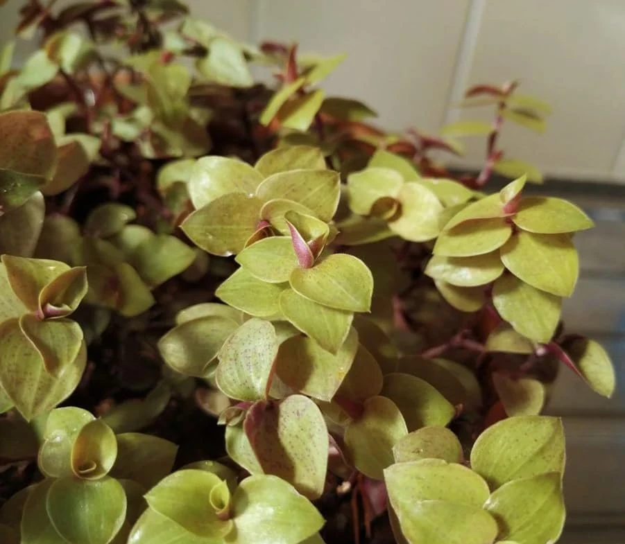 Gold Wandering Jew Live Plant - Tradescantia Yellow - 4" Pot - Indoor/Outdoor - Image 4