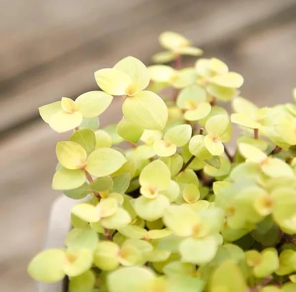 Gold Wandering Jew Live Plant - Tradescantia Yellow - 4" Pot - Indoor/Outdoor - Image 5