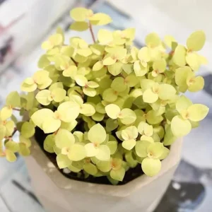 Gold Wandering Jew Live Plant - Tradescantia Yellow - 4