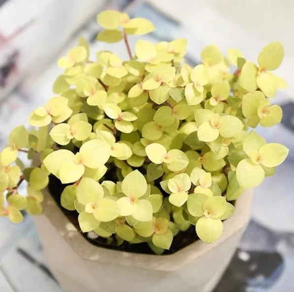 Gold Wandering Jew Live Plant - Tradescantia Yellow - 4" Pot - Indoor/Outdoor - Image 6