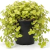 Gold Wandering Jew Live Plant - Tradescantia Yellow - 4" Pot - Indoor/Outdoor - Image 1