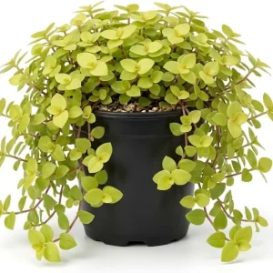 Gold Wandering Jew Live Plant - Tradescantia Yellow - 4" Pot - Indoor/Outdoor - Image 1