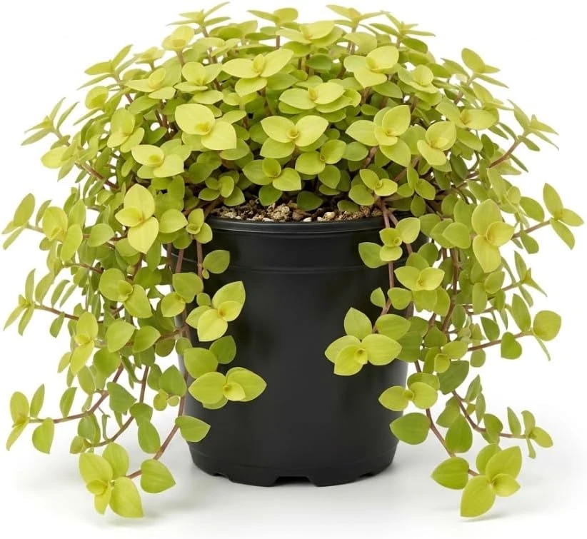 Gold Wandering Jew Live Plant - Tradescantia Yellow - 4" Pot - Indoor/Outdoor - Image 1