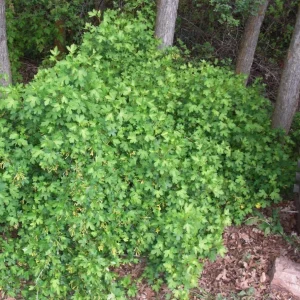 Golden Currant Live Plant - Cold Hardy Yellow Shrub, 6-12