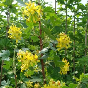 Golden Currant Live Plant - Cold Hardy Yellow Shrub, 6-12