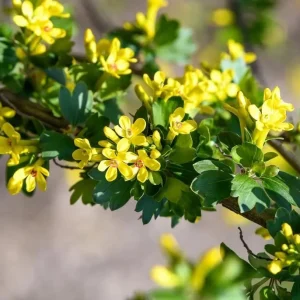 Golden Currant Live Plant - Cold Hardy Yellow Shrub, 6-12