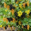 Golden Currant Live Plant - Cold Hardy Yellow Shrub, 6-12" Tall, Outdoor - Image 1