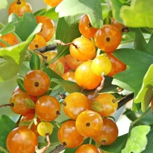 Golden Currant Live Plant - Yellow Shrub, Edible Fruit, 6-12