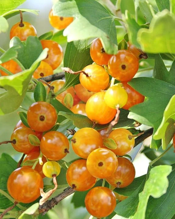 Golden Currant Live Plant - Yellow Shrub, Edible Fruit, 6-12" Tall, Zone 3-8 - Image 2