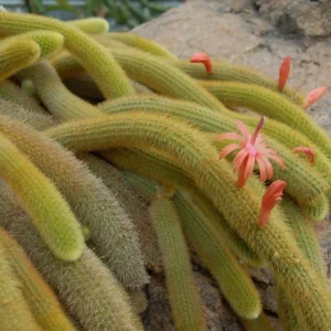 Golden Rat Tail Cactus Live Plant – Cleistocactus winteri – 4 inch pot – Indoor/Outdoor - Image 2
