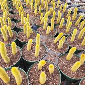 Golden Rat Tail Cactus Live Plant – Cleistocactus winteri – 4 inch pot – Indoor/Outdoor - Image 3