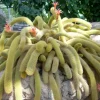 Golden Rat Tail Cactus Live Plant – Cleistocactus winteri – 4 inch pot – Indoor/Outdoor - Image 1