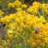 Goldenrod Solidago rigida - Native Perennial Bareroot Plant - 3 Pack - Image 1