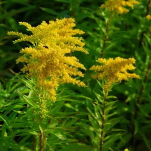 Goldenrod Solidago rigida - Native Perennial Bareroot Plant - 3 Pack - Image 2