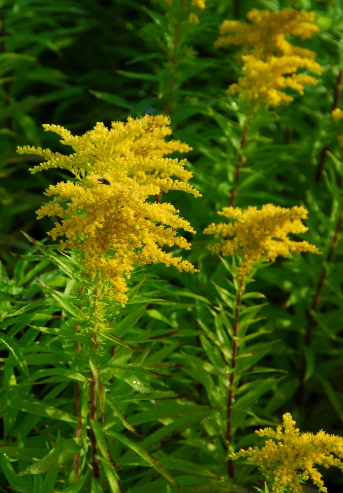 Goldenrod Solidago rigida - Native Perennial Bareroot Plant - 3 Pack - Image 2