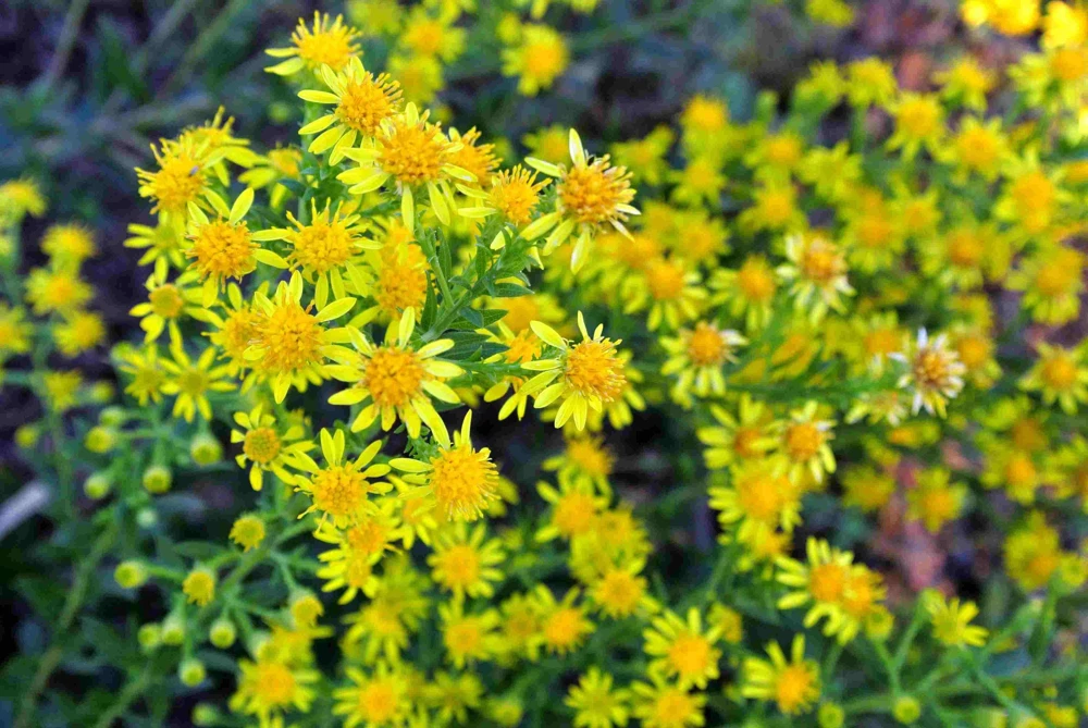 Goldenrod Solidago rigida - Native Perennial Bareroot Plant - 3 Pack - Image 3