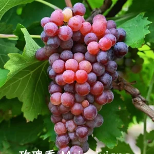 Grafted Grape Vine Live Plant – Sweet Fruit Seedling for Backyard Garden - Image 10