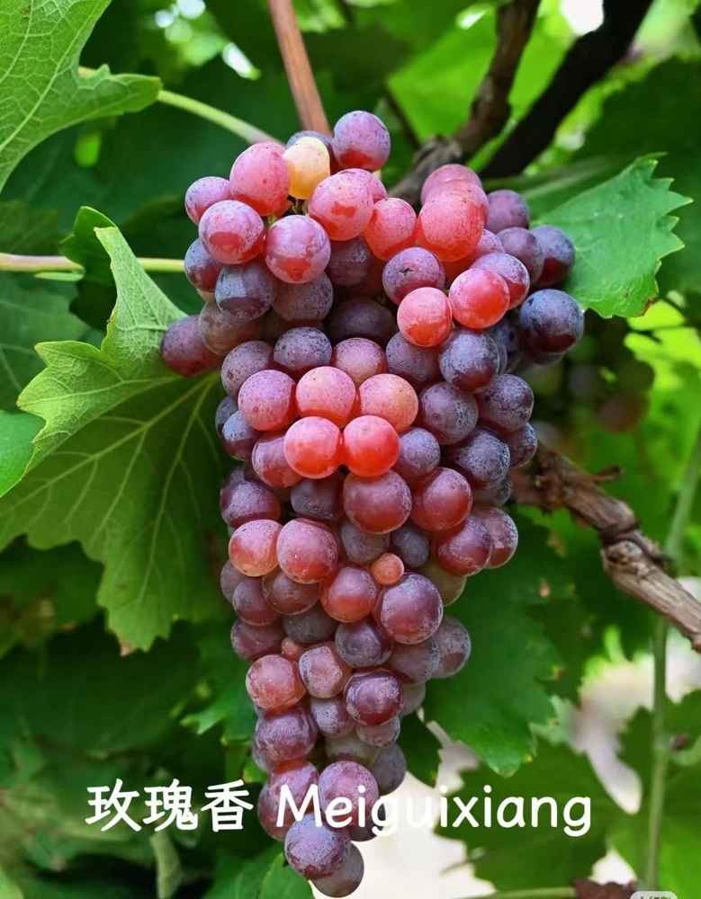 Grafted Grape Vine Live Plant – Sweet Fruit Seedling for Backyard Garden - Image 10