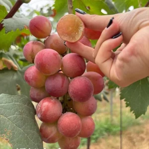 Grafted Grape Vine Live Plant – Sweet Fruit Seedling for Backyard Garden - Image 2