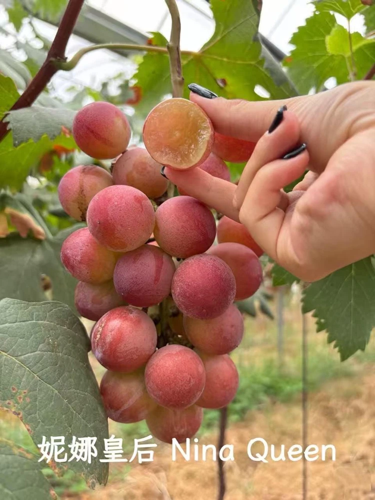 Grafted Grape Vine Live Plant – Sweet Fruit Seedling for Backyard Garden - Image 2
