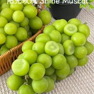 Grafted Grape Vine Live Plant – Sweet Fruit Seedling for Backyard Garden - Image 3