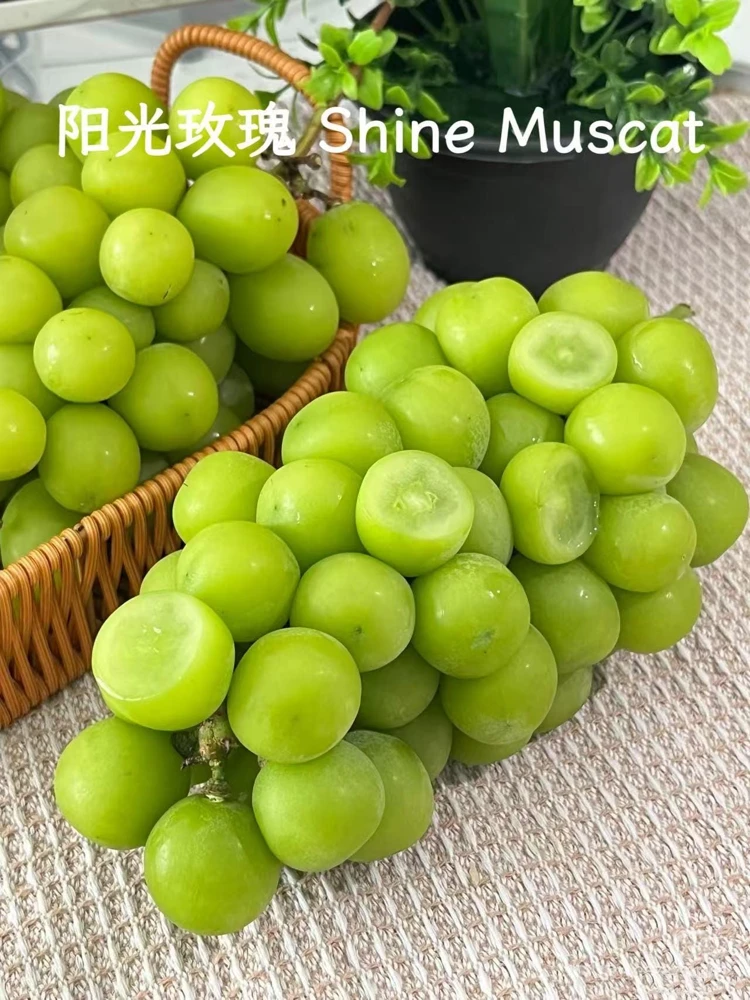 Grafted Grape Vine Live Plant – Sweet Fruit Seedling for Backyard Garden - Image 3