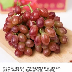 Grafted Grape Vine Live Plant – Sweet Fruit Seedling for Backyard Garden - Image 4