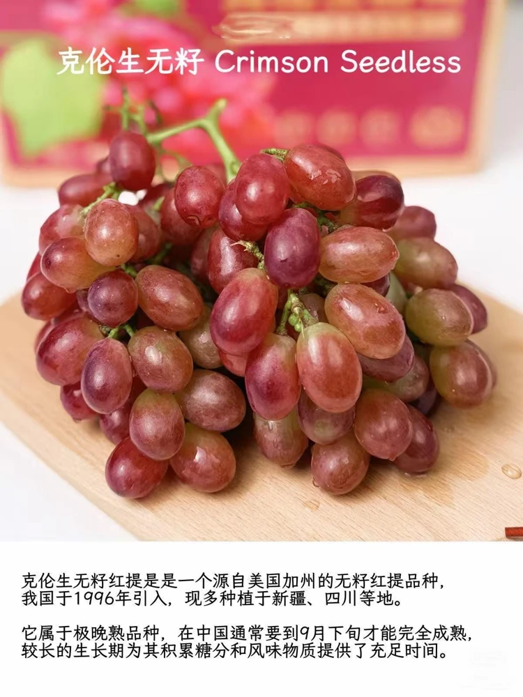 Grafted Grape Vine Live Plant – Sweet Fruit Seedling for Backyard Garden - Image 4