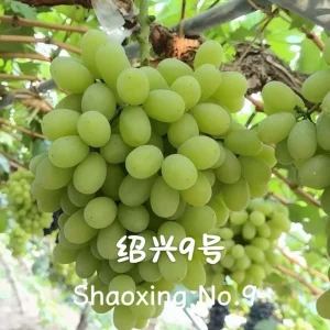 Grafted Grape Vine Live Plant – Sweet Fruit Seedling for Backyard Garden - Image 5