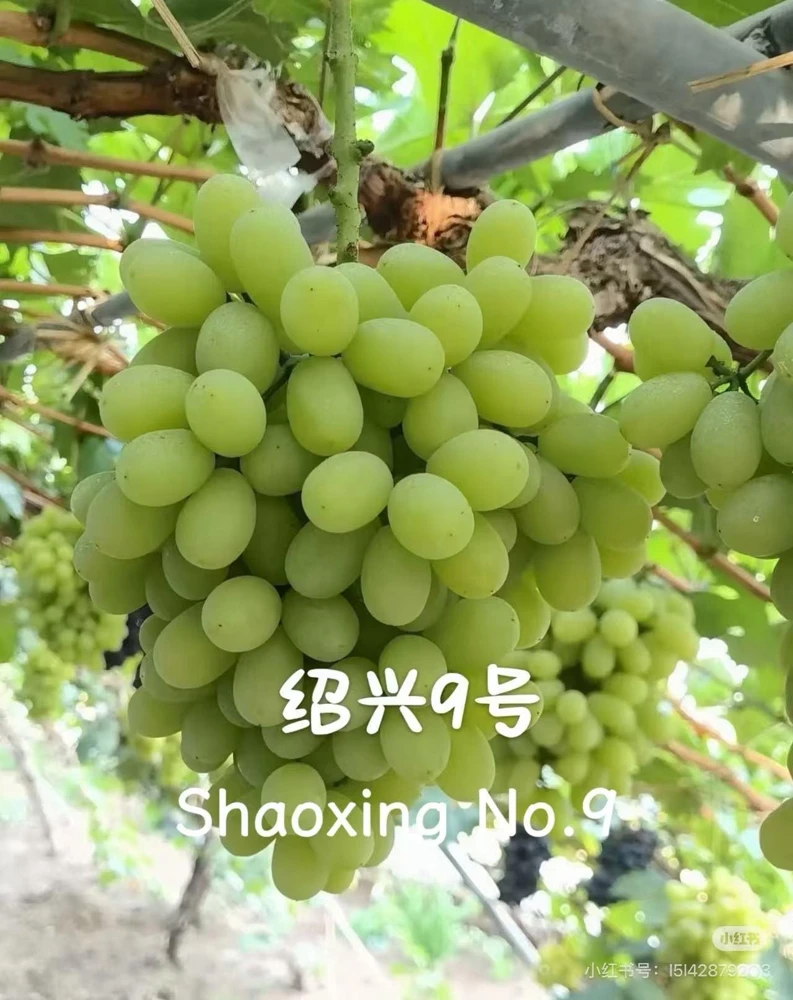 Grafted Grape Vine Live Plant – Sweet Fruit Seedling for Backyard Garden - Image 5