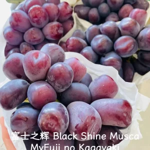 Grafted Grape Vine Live Plant – Sweet Fruit Seedling for Backyard Garden - Image 6