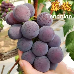 Grafted Grape Vine Live Plant – Sweet Fruit Seedling for Backyard Garden - Image 8