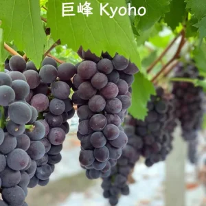 Grafted Grape Vine Live Plant – Sweet Fruit Seedling for Backyard Garden - Image 9