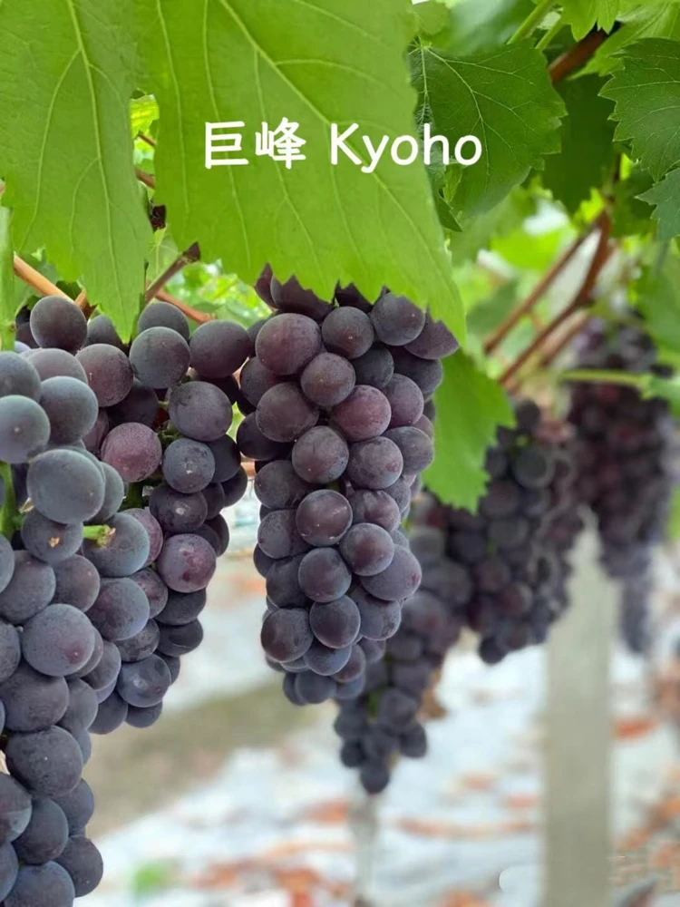 Grafted Grape Vine Live Plant – Sweet Fruit Seedling for Backyard Garden - Image 9
