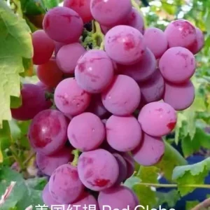 Grafted Grape Vine Live Plant – Sweet Fruit Seedling for Backyard Garden - Image 1