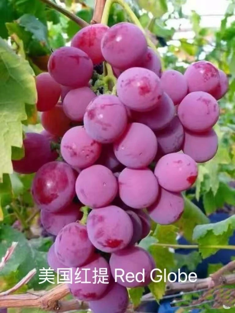 Grafted Grape Vine Live Plant – Sweet Fruit Seedling for Backyard Garden - Image 1