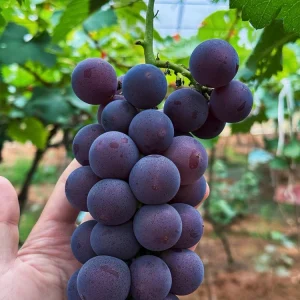 Grafted Kyoho Grape Vine – Live Plant – Large, Sweet, High-Yield Fruit - Image 2
