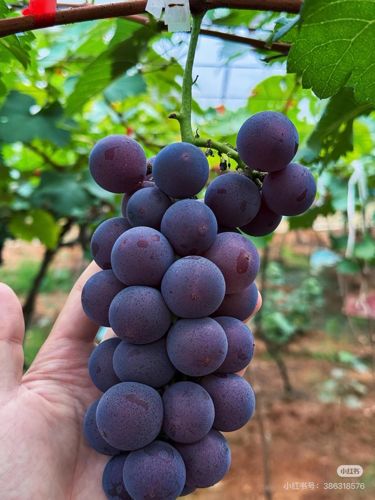Grafted Kyoho Grape Vine – Live Plant – Large, Sweet, High-Yield Fruit - Image 2